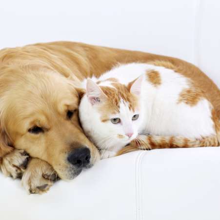 Friendship of dog and cat- resting together, lying on white sofa.