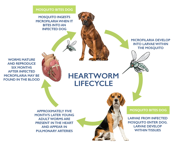prevent heartworm in dogs