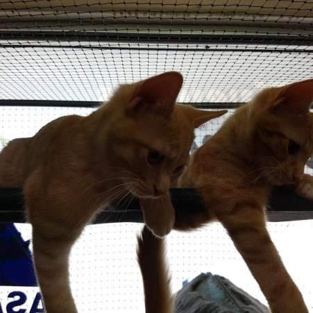 cat care cat care