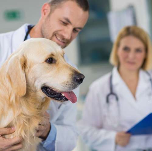 Annual pet exams can provide valuable information about your dog's health. Learn the benefits of taking your dog to the vet by visiting our website.