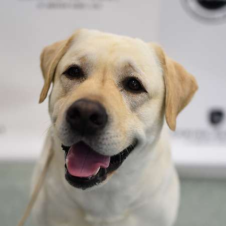 NEW YORK, NY - MARCH 21:  A Labrador Retriever, the number 1 most popular breed of 2016,is shown at The American Kennel Club Reveals The Most Popular Dog Breeds Of 2016 at AKC Canine Retreat on March 21, 2017 in New York City.  (Photo by Jamie McCarthy/Getty Images)