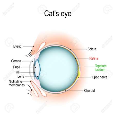 Anatomy of the cat's or dog's eye. Vertical section of the eye and eyelids. Third eyelid and Tapetum lucidum. Schematic diagram. detailed illustration.