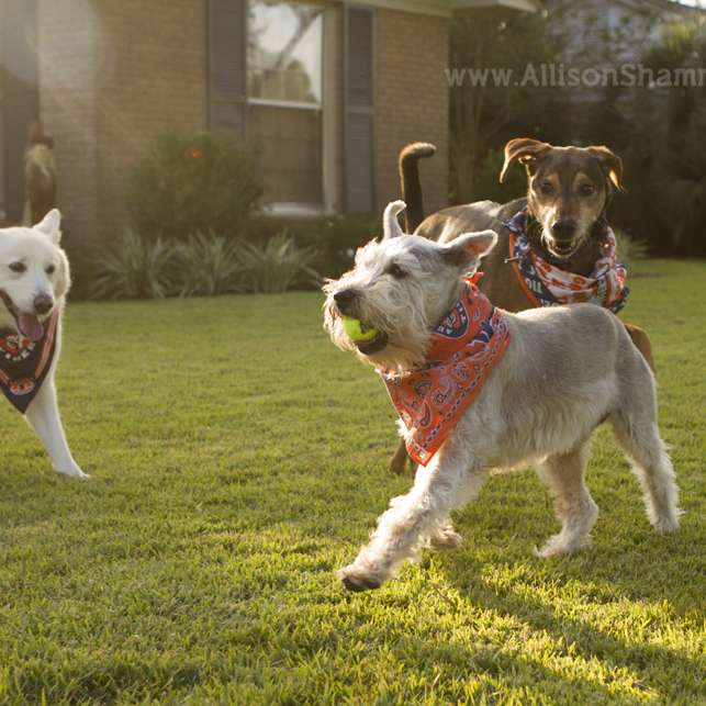 three-dogs-playing-in-yard